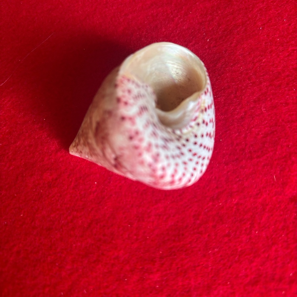 Assorted Seashell Collection - Picture 13 of 16